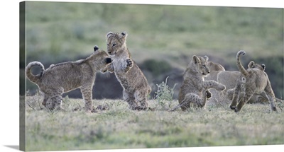 Lion Cubs At Play, Tanzania