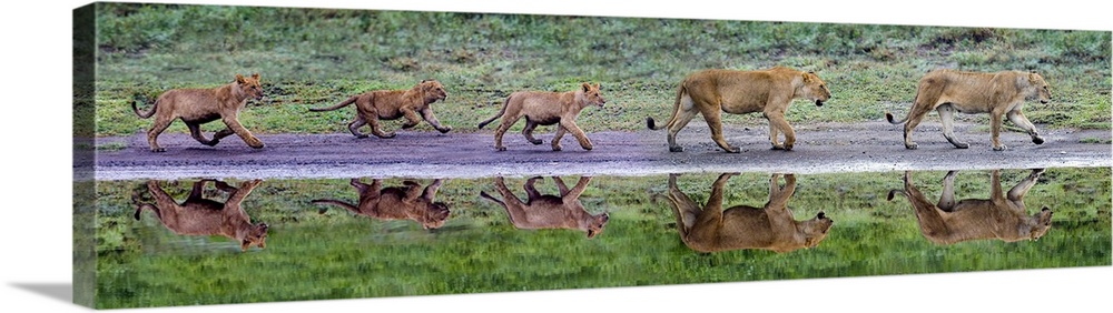 Lion (Panthera leo) family in row on riverbank, Ngorongoro Conservation Area, Tanzania, Africa