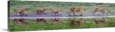 Lion Family In Row On Riverbank, Ngorongoro Conservation Area, Tanzania, Africa