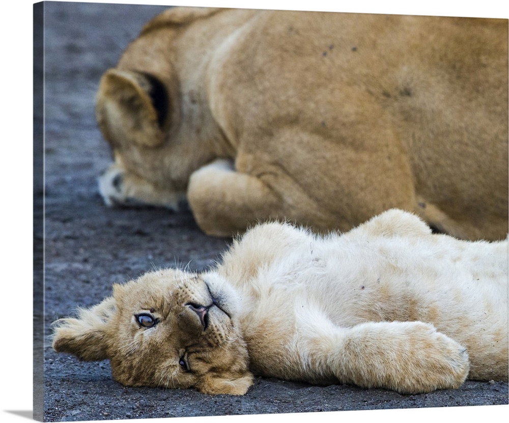 Lion (Panthera leo) with cub relaxing, Ngorongoro Conservation Area, Tanzania, Africa