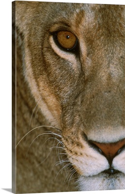 Lioness Close-Up Tanzania Africa