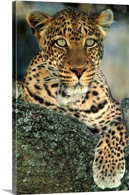 Leopardess Tanzania Africa