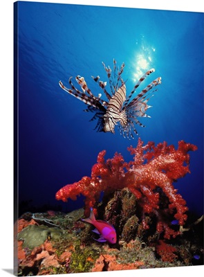 Lionfish (Pteropterus radiata) and Squarespot anthias (Pseudanthias pleurotaenia) with soft corals in the ocean