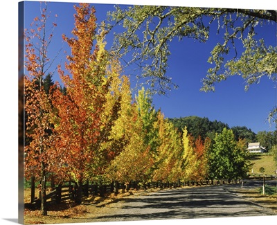 Liquidambar trees in autumn, Healdsburg, Sonoma County, California