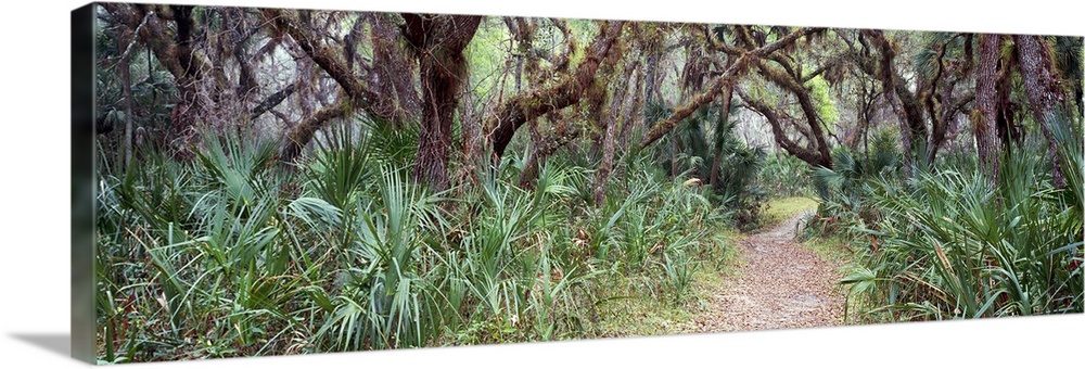 Live oak trees Quercus virginiana and Spanish Moss Tillandsia usneoides Sleeping Turtle Preserve Venice Florida