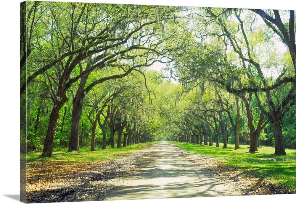 Live Oaks and Spanish Moss Wormsloe State Historic Site Savannah GA