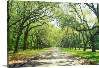 Live Oaks and Spanish Moss Wormsloe State Historic Site Savannah GA