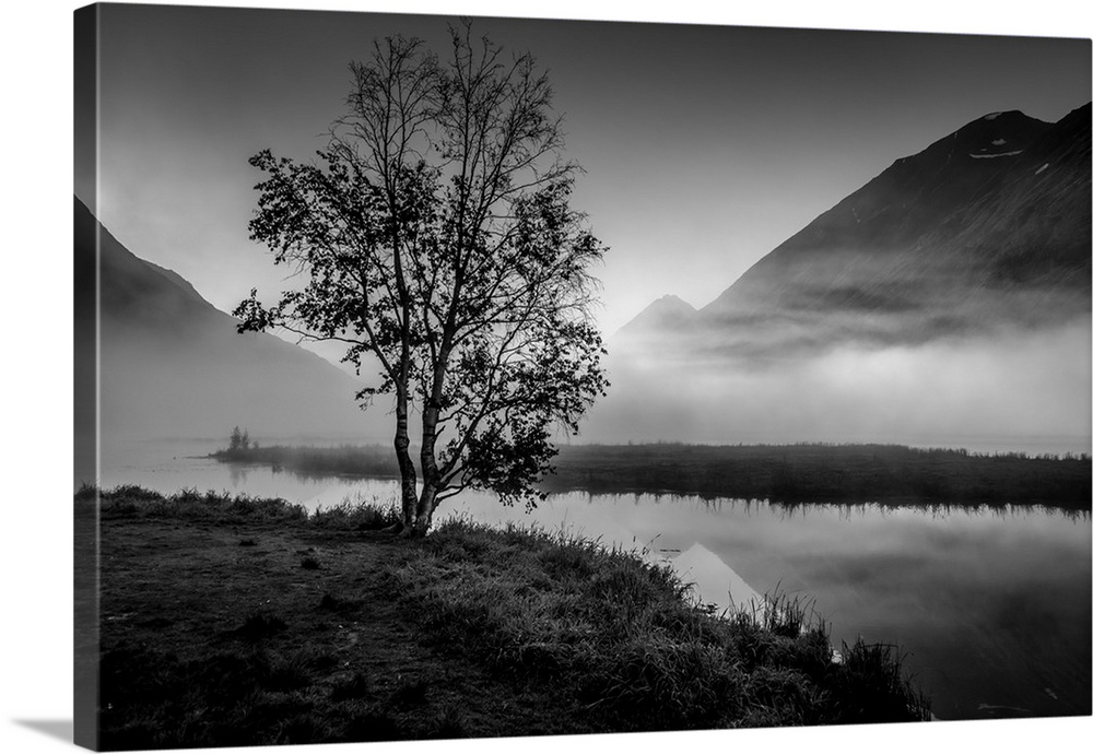 Lone tree with morning fog seen on Tern Lake, Kenai Penninsula, Alaska