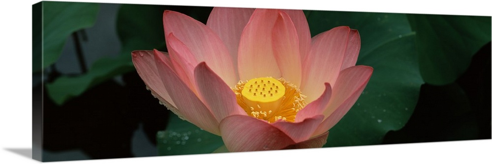 Panoramic canvas of a big flower with plant leaves in the background.