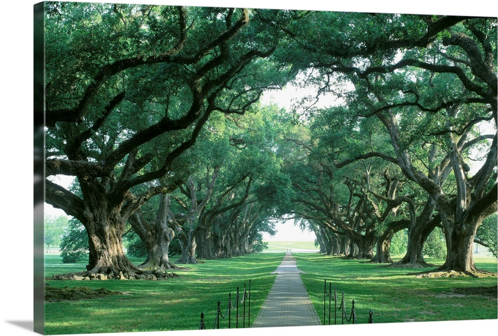 USA, Louisiana, New Orleans, brick path through alley of oak trees