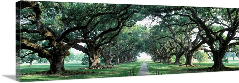 Large Oak Tree in the English Countryside Framed Print Scenic Picture Art 