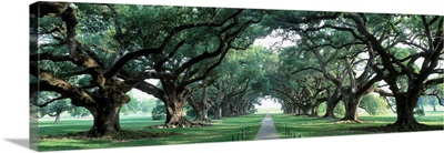 Louisiana, New Orleans, brick path through alley of oak trees