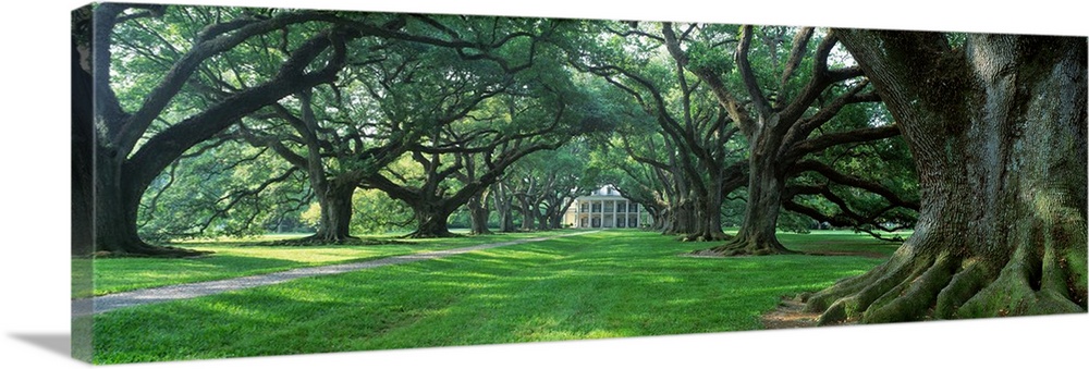 Panoramic photograph of driveway lined with huge trees leading to an old home.