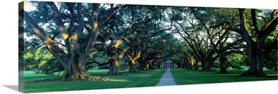 Louisiana, New Orleans, plantation home through alley of oak trees, sunset