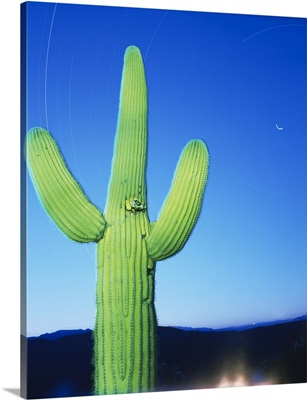 Low angle view of a cactus, Tonto National Forest, Maricopa County, Arizona