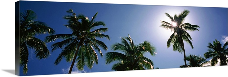 Low angle view of a coconut palm tree, Fiji Wall Art, Canvas Prints ...