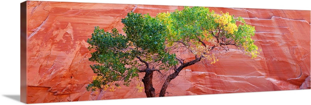 Big panoramic photo on canvas of a tree contrasted in front of a large red rock formation.