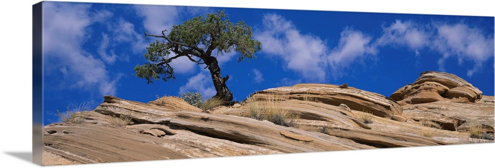 Low angle view of a pinyon pine tree on a rock, Grand Staircase-Escalante National Monument, Utah, (Pinus edulis)