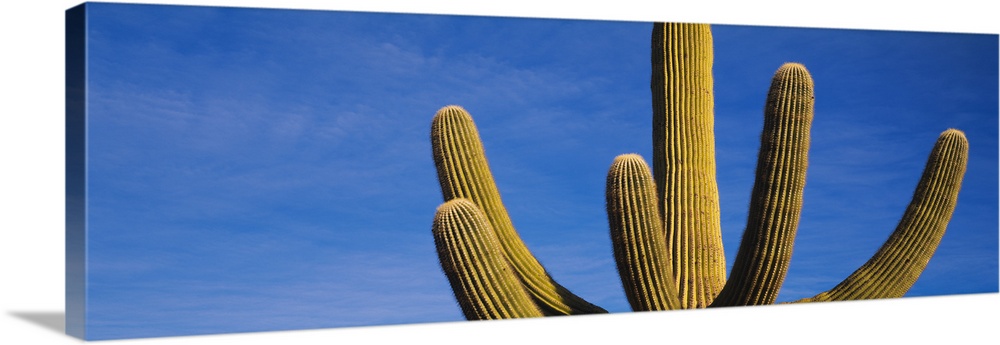 Low angle view of a Saguaro Cactus, Saguaro National Monument, Arizona