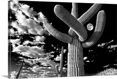 Low angle view of a Saguaro cactus, Tucson, Pima County, Arizona