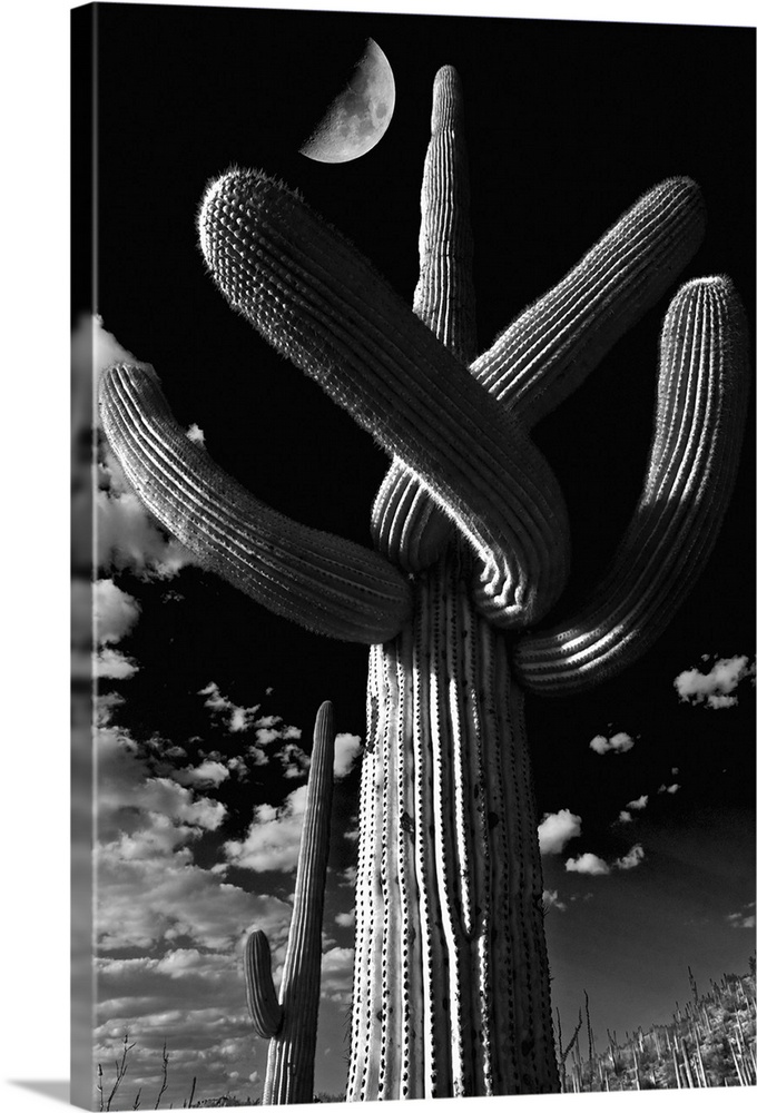 Low angle view of a Saguaro cactus, Tucson, Pima County, Arizona