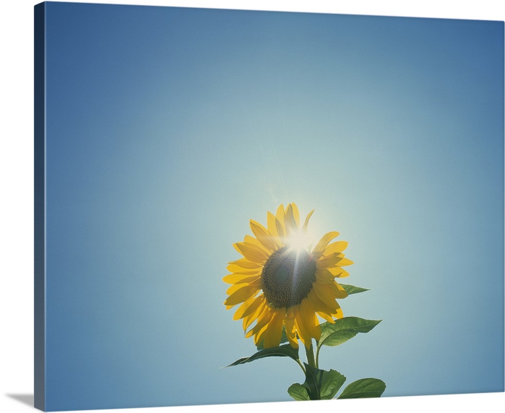 This is a photograph taken of a flower against an empty sky with the sun directly behind the blossom.