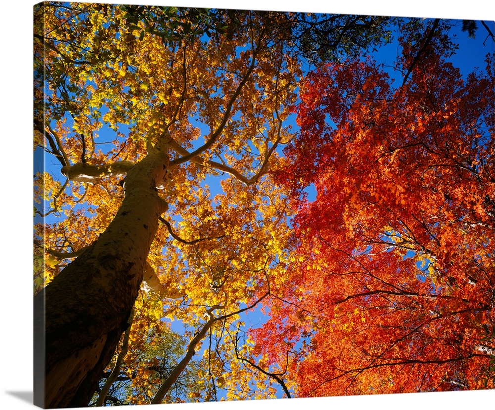 A photograph looking up into the autumn colored leaves of trees growing in the mountains on a clear day.