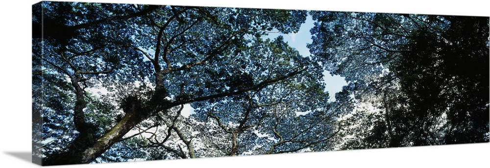 Low angle view of a tree, Canopy Tree, Lava Tree State Monument, Big Island, Hawaii