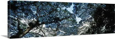 Low angle view of a tree, Canopy Tree, Lava Tree State Monument, Big Island, Hawaii