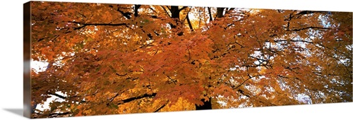 Low angle view of a tree with yellow and orange leaves Wall Art, Canvas ...