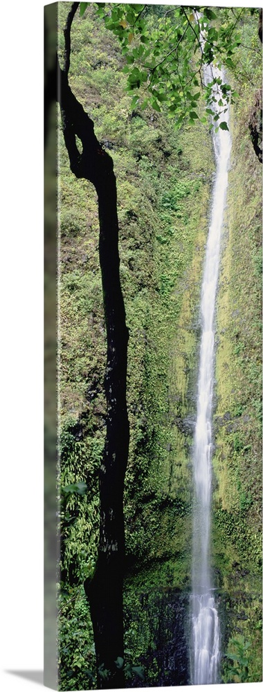 Low angle view of a waterfall, Kapoloa Falls, Kohala, Hawaii