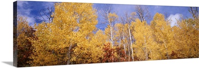 Low angle view of aspen trees, Colorado