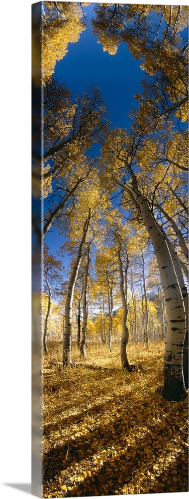 Distorted low angle picture taken looking up at tall aspen trees during the autumn season.