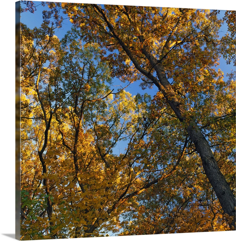 Low angle view of autumn color tree canopy, Palisades-Kepler State Park, Iowa