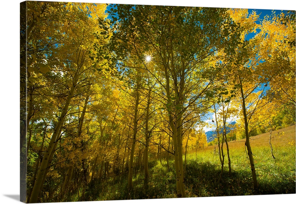 Low angle view of autumn trees, Maroon Bells, Maroon Creek Valley, Aspen, Pitkin County, Colorado, USA