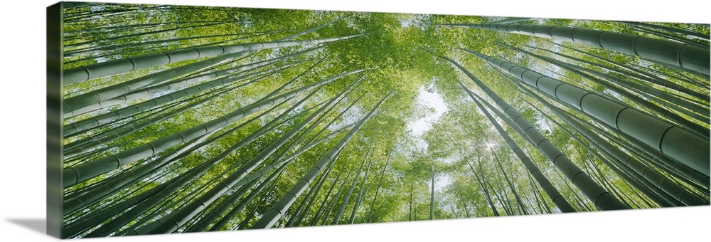Low angle view of bamboo trees, Hokokuji Temple, Kamakura, Kanagawa Prefecture, Kanto Region, Honshu, Japan