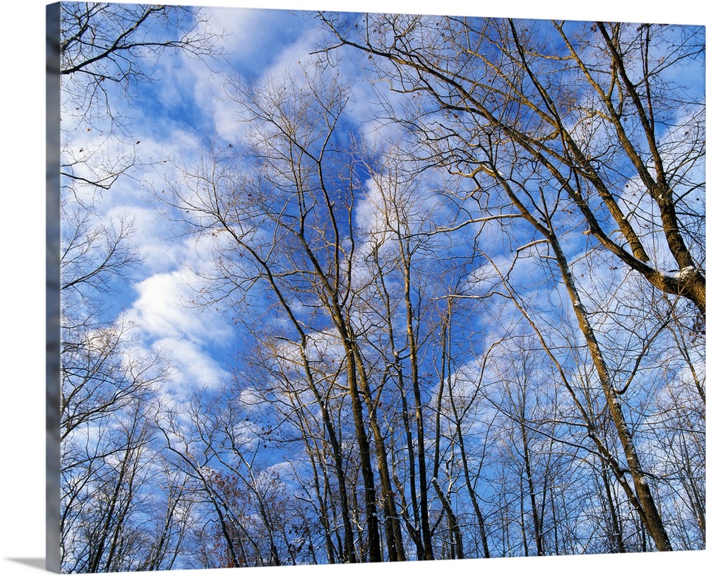 Low angle view of bare tree branches, clouds in blue sky, winter, Marilie Educational Forest Reserve, Iowa