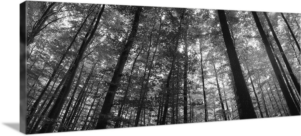 Low angle view of beech trees, Baden-Wurttemberg, Germany