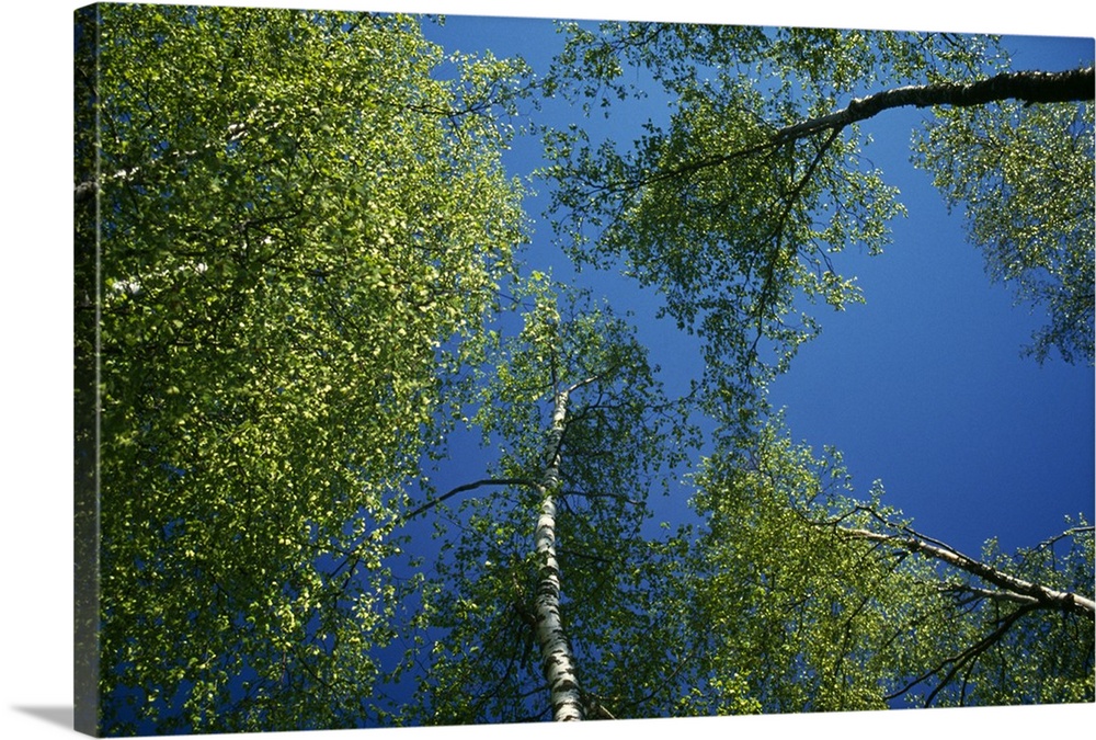Low-angle view of birch tree canopy, blue sky, spring.