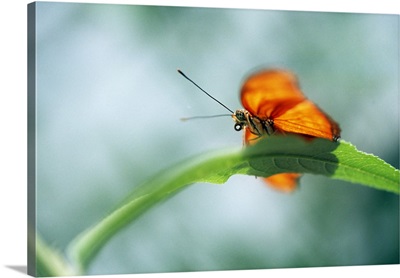 Low-Angle View Of Butterfly On Leaf