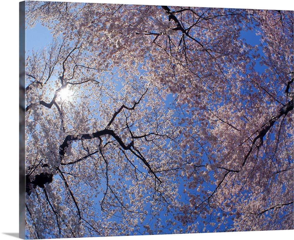 Landscape, low angle photograph on a big canvas looking up through blooming cherry blossom trees beneath the sun, in Washi...