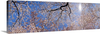 Low angle view of Cherry Blossom trees, Washington DC