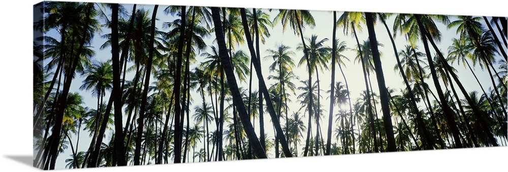 Low angle view of coconut palm trees in a forest, Molokai, Hawaii