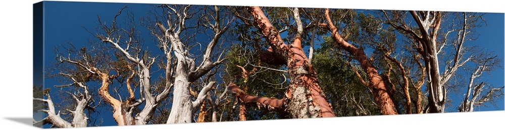Low angle view of Madrone trees