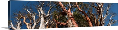 Low angle view of Madrone trees