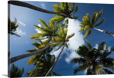 Low angle view of palm trees, Bora Bora, Society Islands, French Polynesia