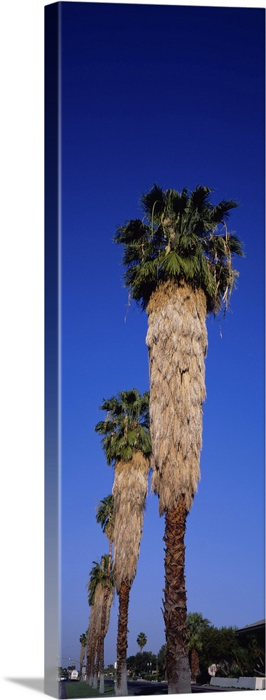 Low angle view of palm trees in a row, Palm Springs, California