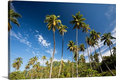 Low angle view of palm trees, Moorea, Tahiti, French Polynesia