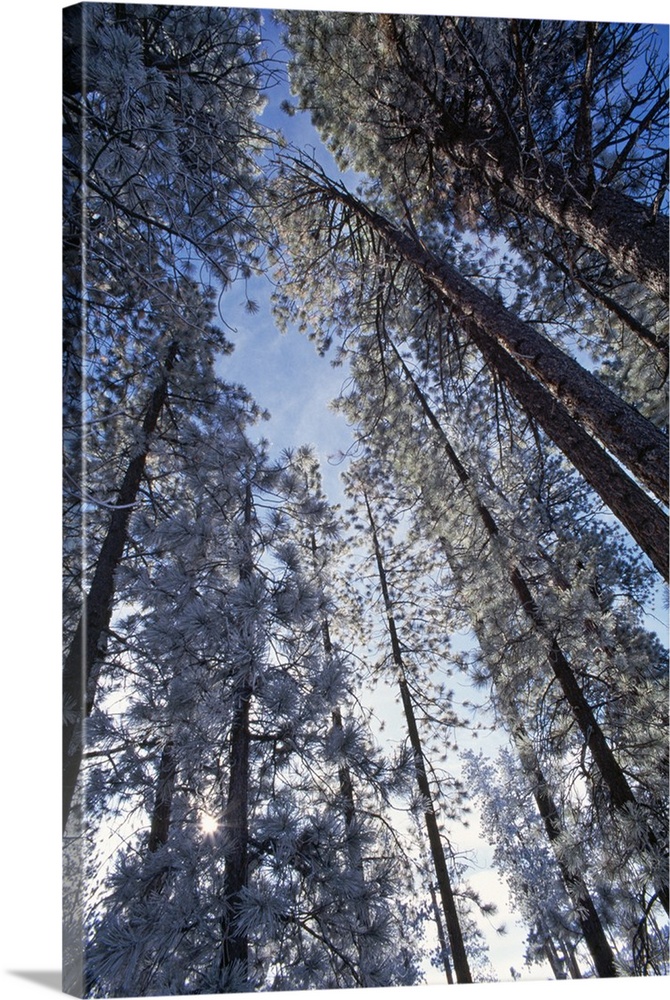 Low Angle View Of Pine Trees