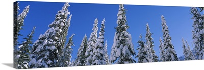 Low angle view of pine trees covered with snow, British Columbia, Canada